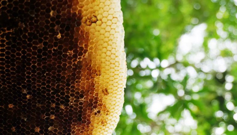 A Rare Delight  Discovering the Secrets of Mad Honey